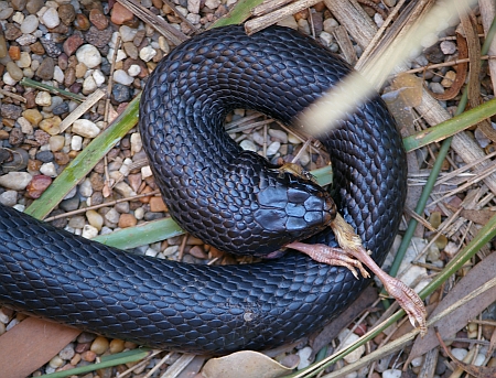 Pseudechis porphyriacus (Red-bellied black snake)