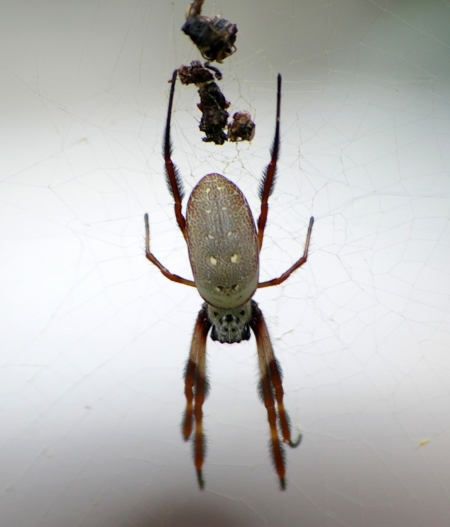 Golden orb web spider (Nephila edulis), dorsal view