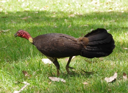 Australian brush turkey (Alectura lathami)