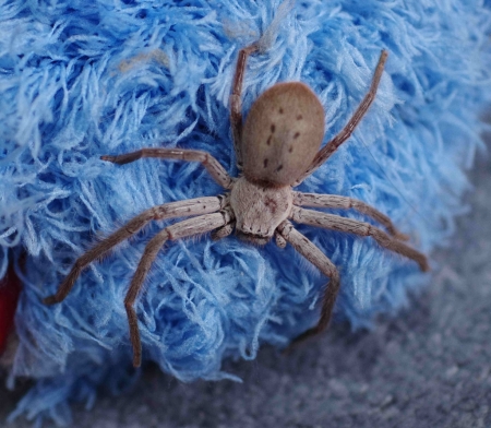 Huntsman spider (Isopeda sp.)