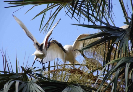 Australian White Ibis (Threskiornis molucca)