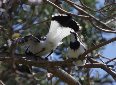 Magpie-lark (Grallina cyanoleuca) fledgeling watches as its parent comes in to land